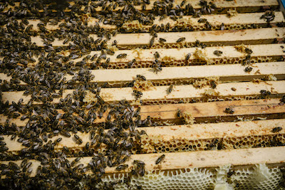 Einführung in BeeSmart